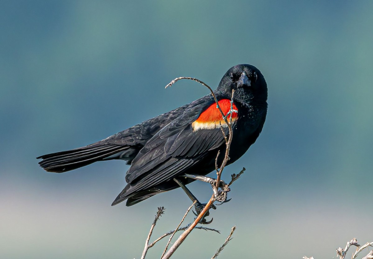 Red-winged Blackbird - ML619774166