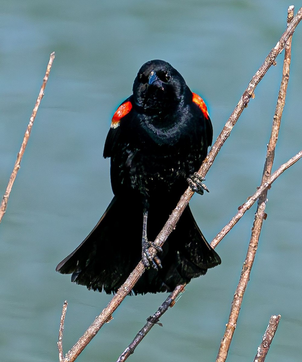 Red-winged Blackbird - ML619774169