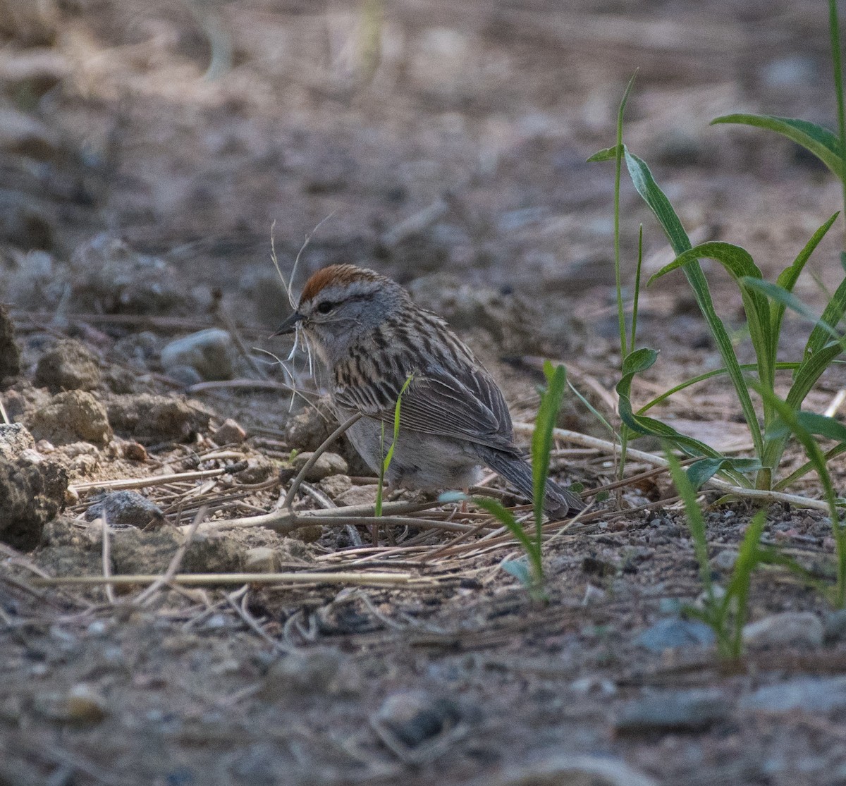 Chipping Sparrow - ML619774178
