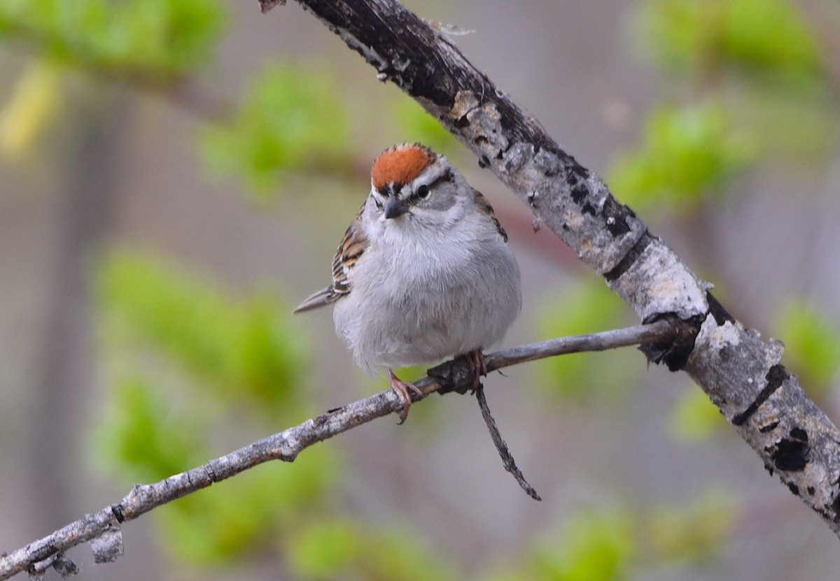 Chipping Sparrow - ML619774183