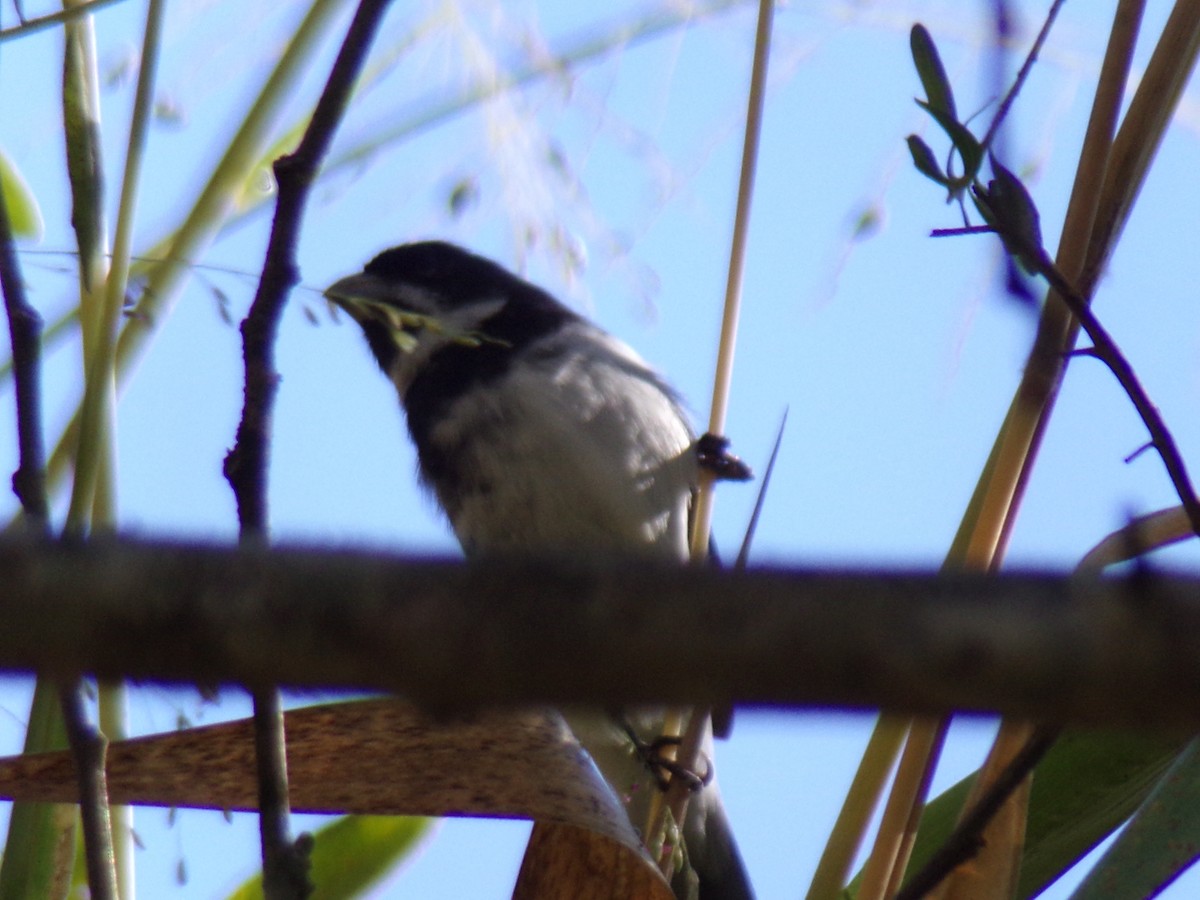 Double-collared Seedeater - ML619774210