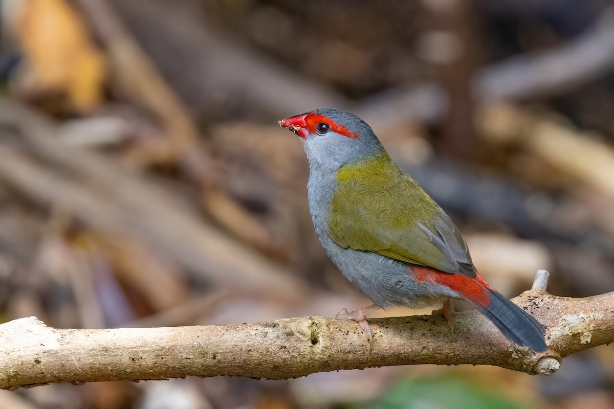 Red-browed Firetail - ML619774272