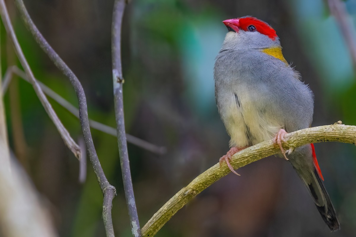 Red-browed Firetail - ML619774273