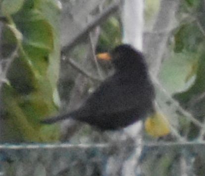 Eurasian Blackbird - ML619774284