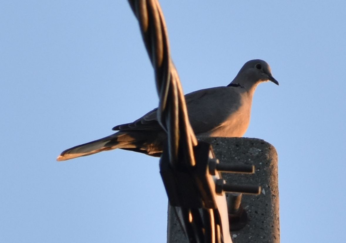 Eurasian Collared-Dove - ML619774308