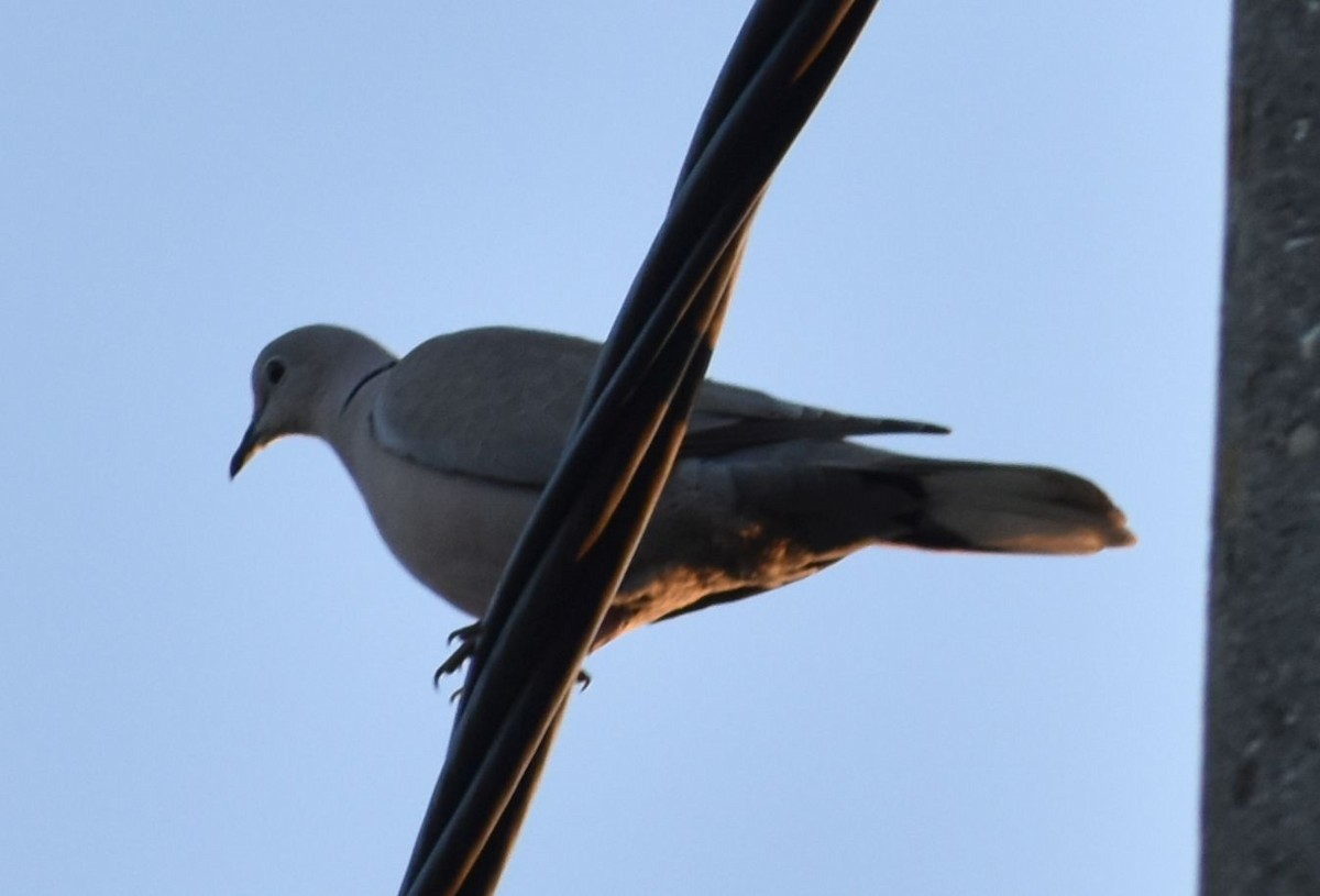 Eurasian Collared-Dove - ML619774309