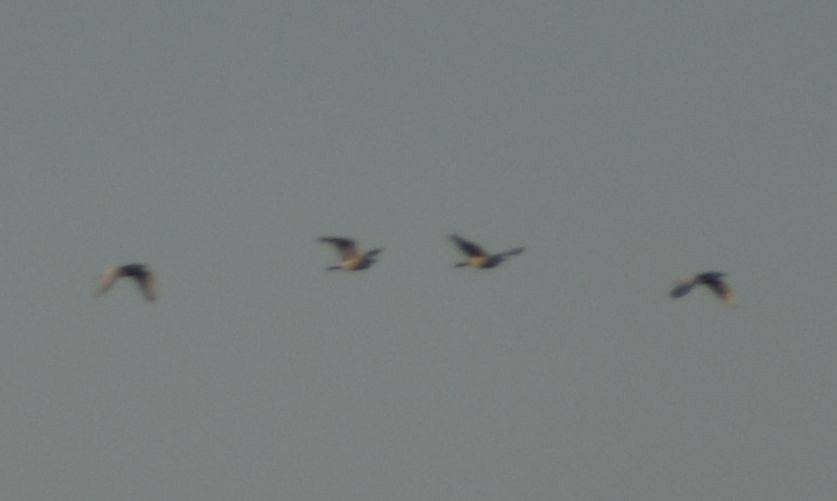 Чапля єгипетська (підвид ibis) - ML619774350
