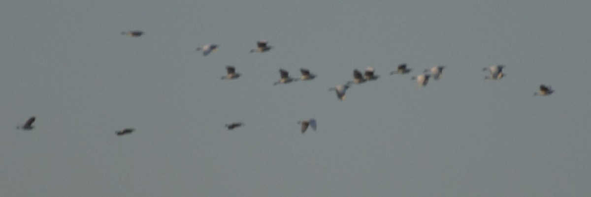 Чапля єгипетська (підвид ibis) - ML619774351