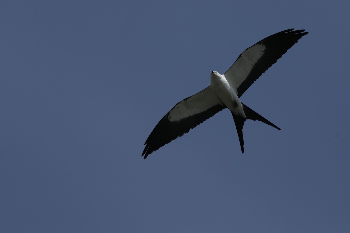 Swallow-tailed Kite - ML619774352