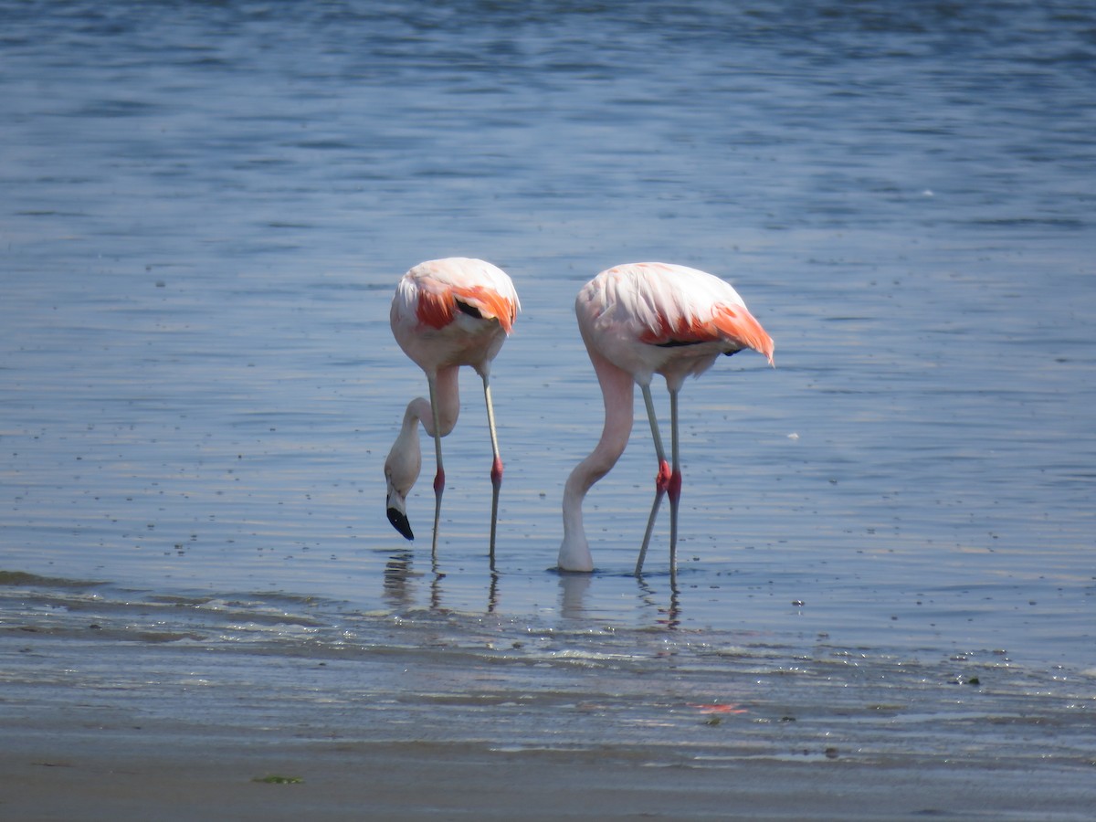 Şili Flamingosu - ML619774366