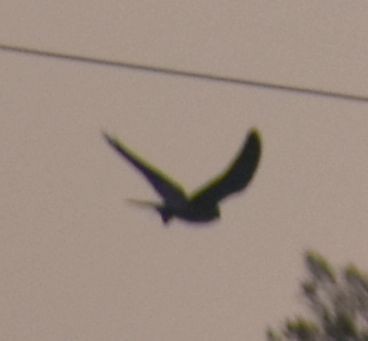 Black-winged Kite - ML619774376