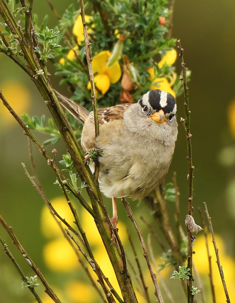 White-crowned Sparrow - ML619774441