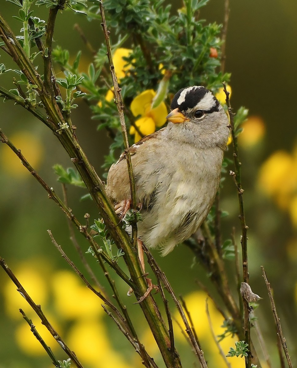 White-crowned Sparrow - ML619774442