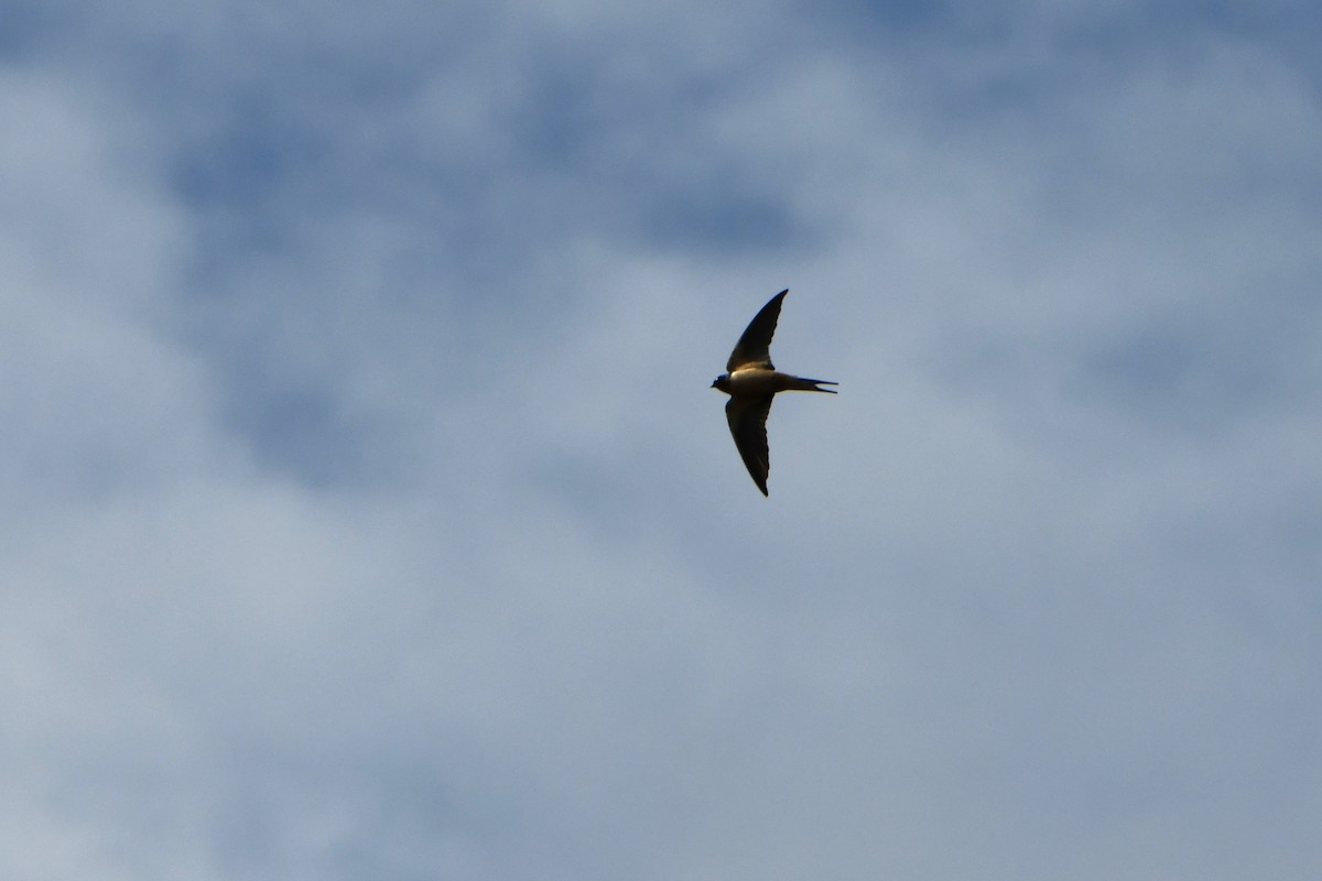 Barn Swallow - ML619774452