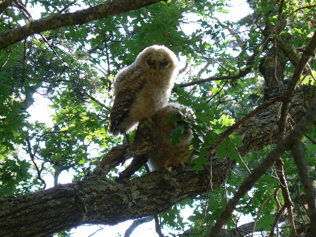 Spotted Owl - ML619774469