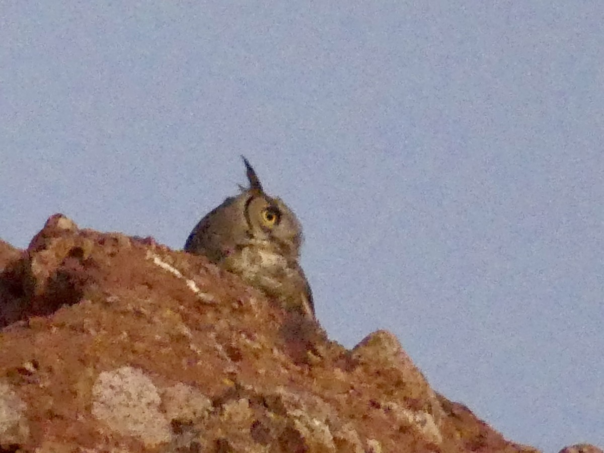 Great Horned Owl - ML619774518
