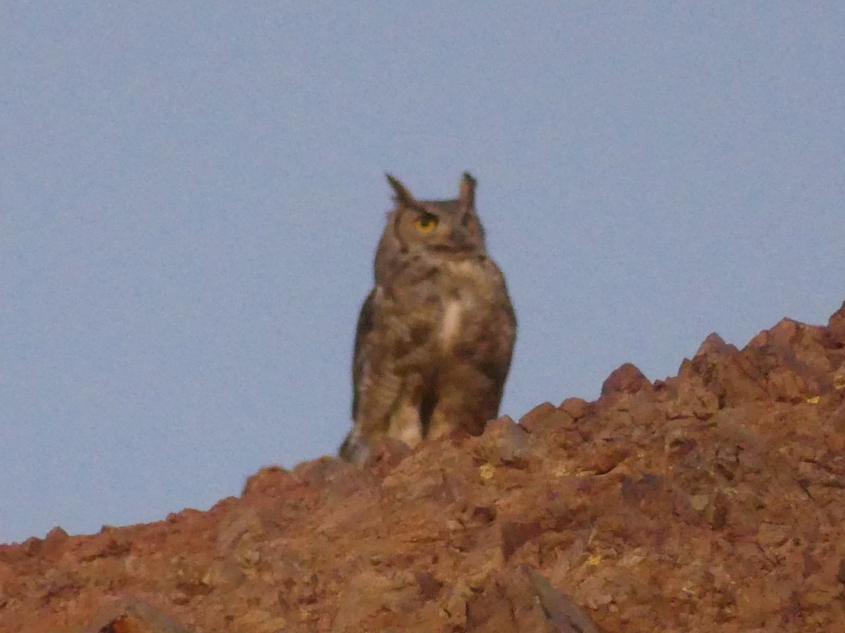 Great Horned Owl - ML619774520