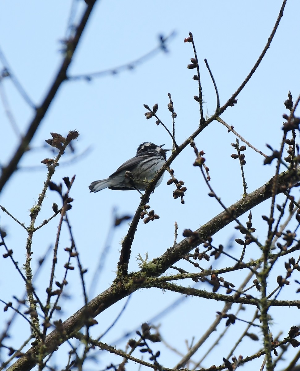 Black-throated Gray Warbler - ML619774522