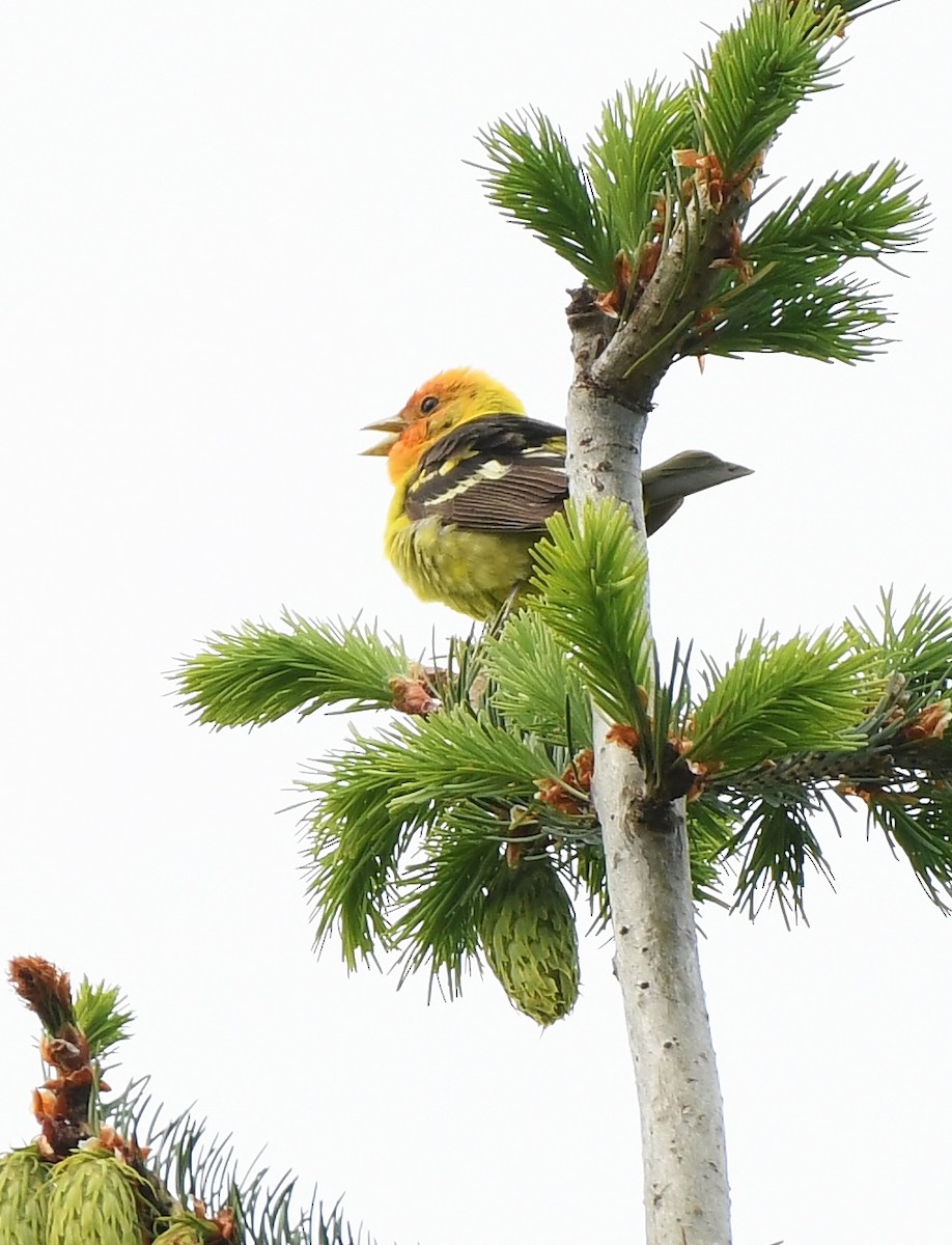 Western Tanager - ML619774527
