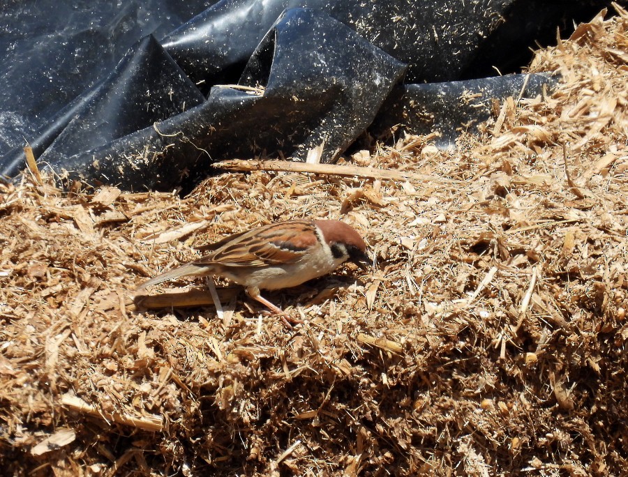Eurasian Tree Sparrow - ML619774570