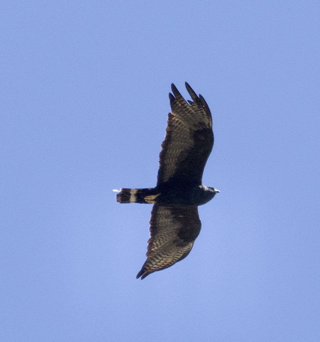 Zone-tailed Hawk - ML619774575