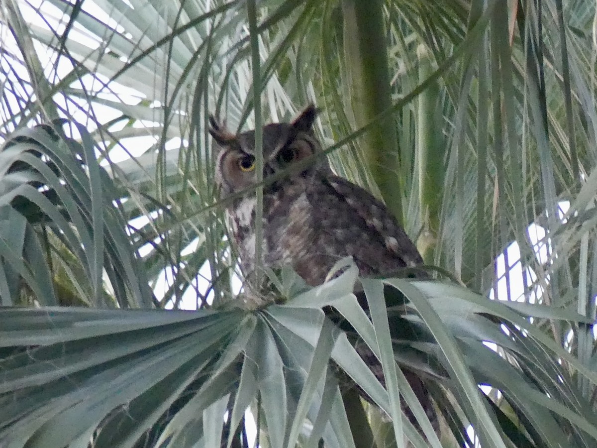 Great Horned Owl - ML619774603