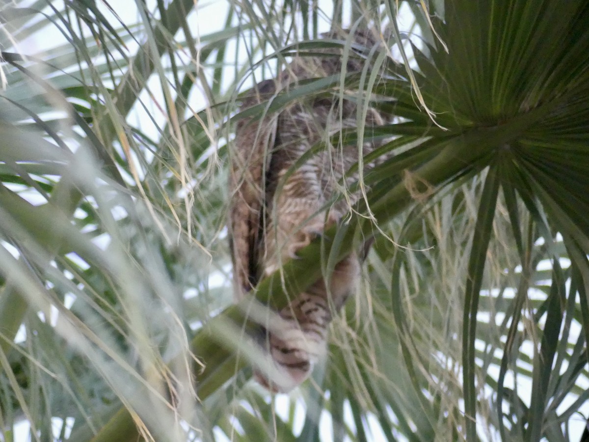 Great Horned Owl - ML619774604