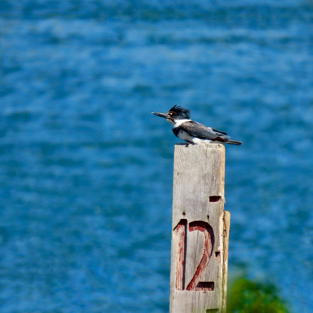 Belted Kingfisher - ML619774605