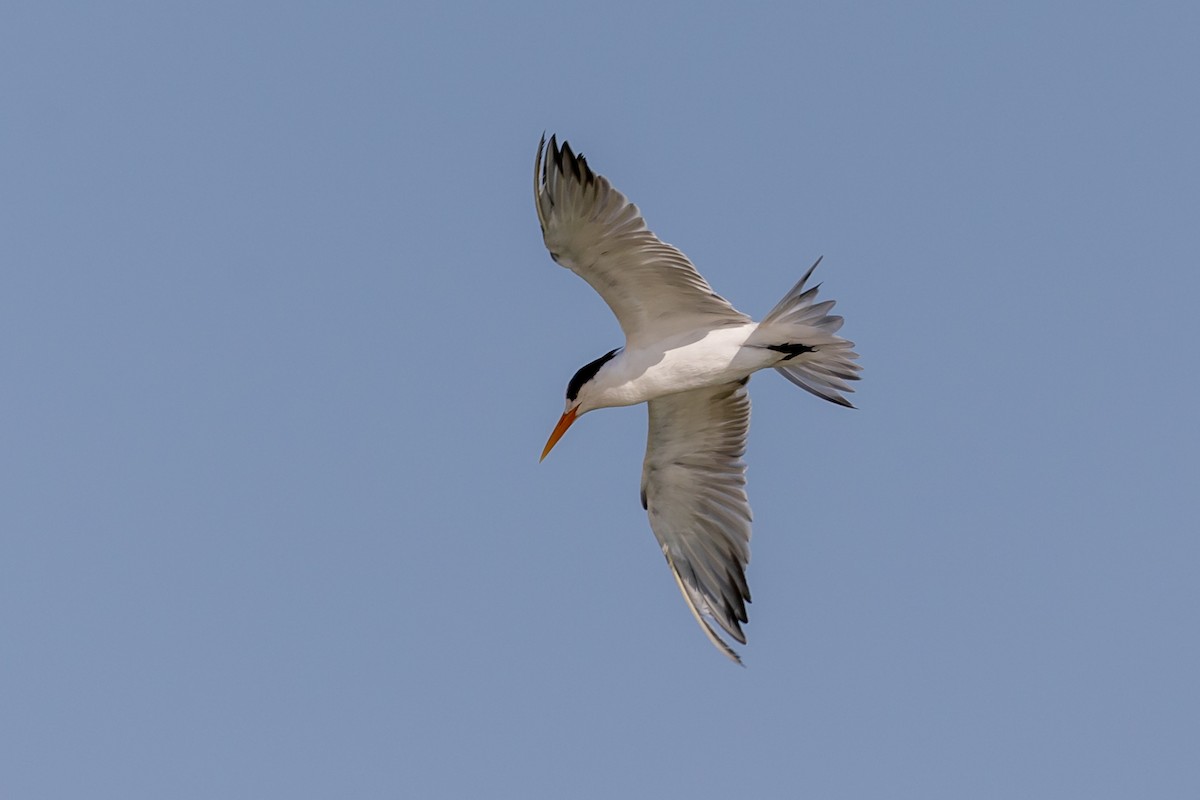 Lesser Crested Tern - ML619774628
