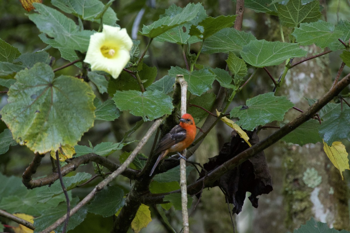 Flame-colored Tanager - ML619774642