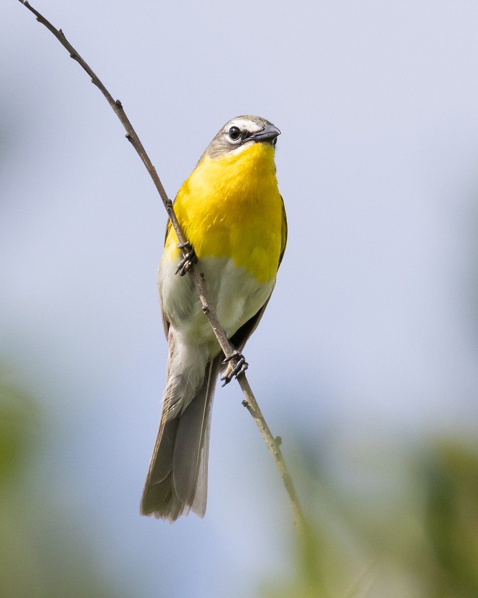 Yellow-breasted Chat - ML619774645