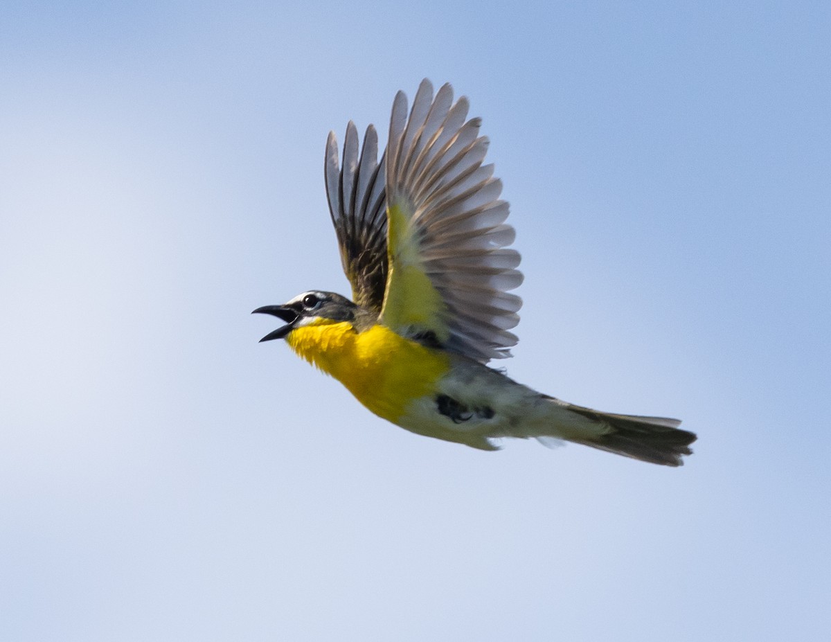 Yellow-breasted Chat - ML619774667