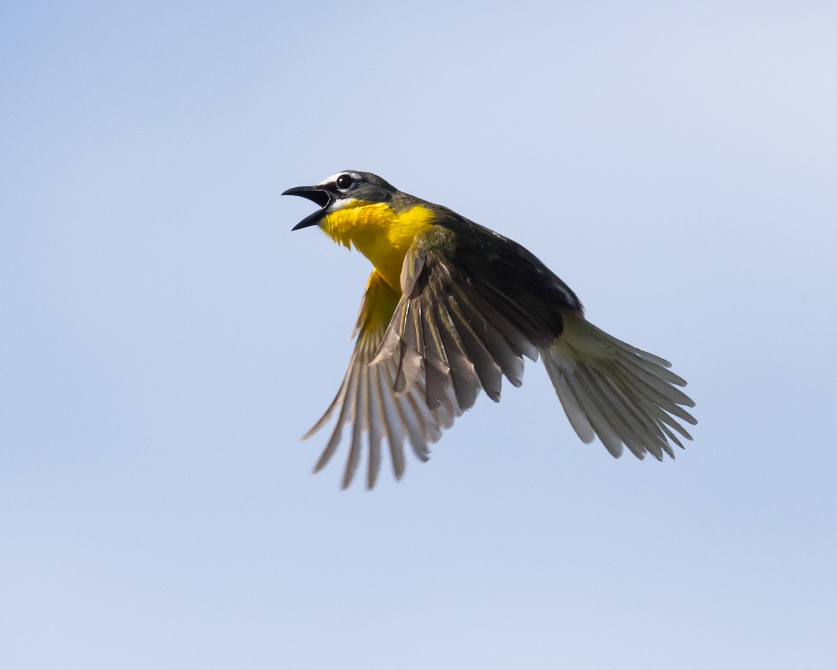 Yellow-breasted Chat - ML619774673