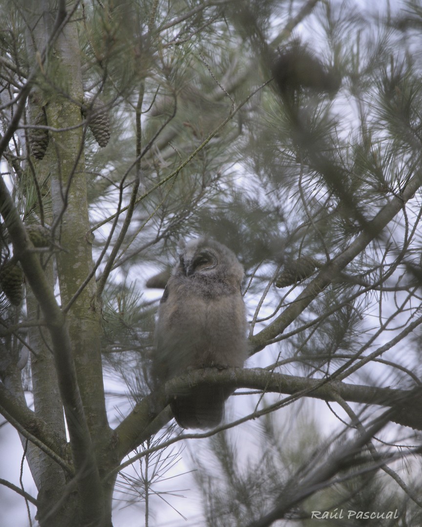 Long-eared Owl - ML619774738