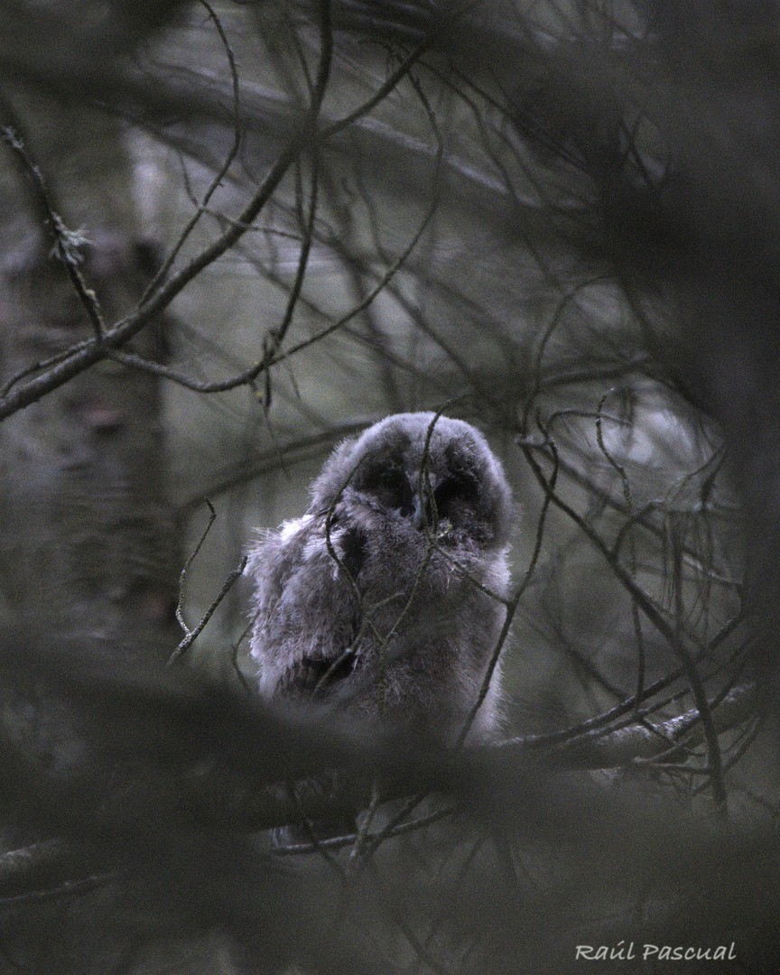 Long-eared Owl - ML619774739