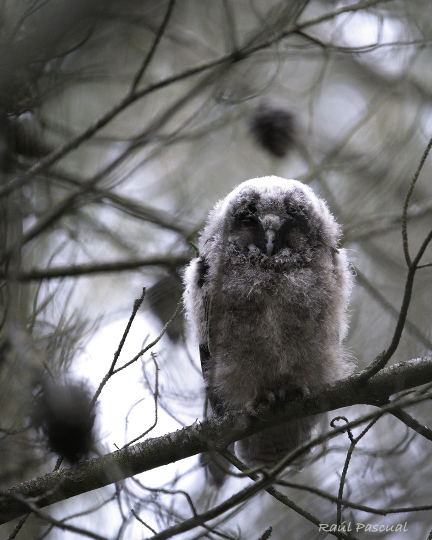 Long-eared Owl - ML619774740