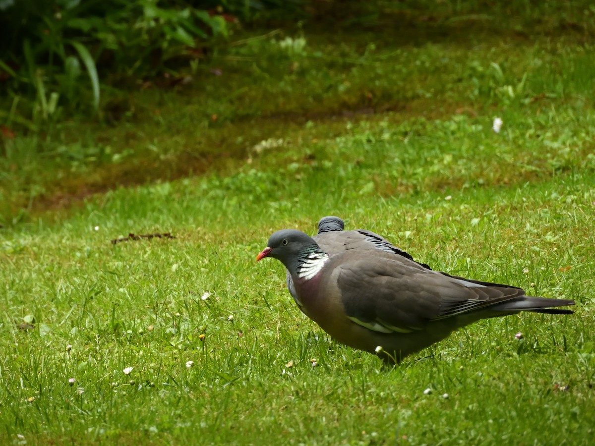 Common Wood-Pigeon - ML619774745