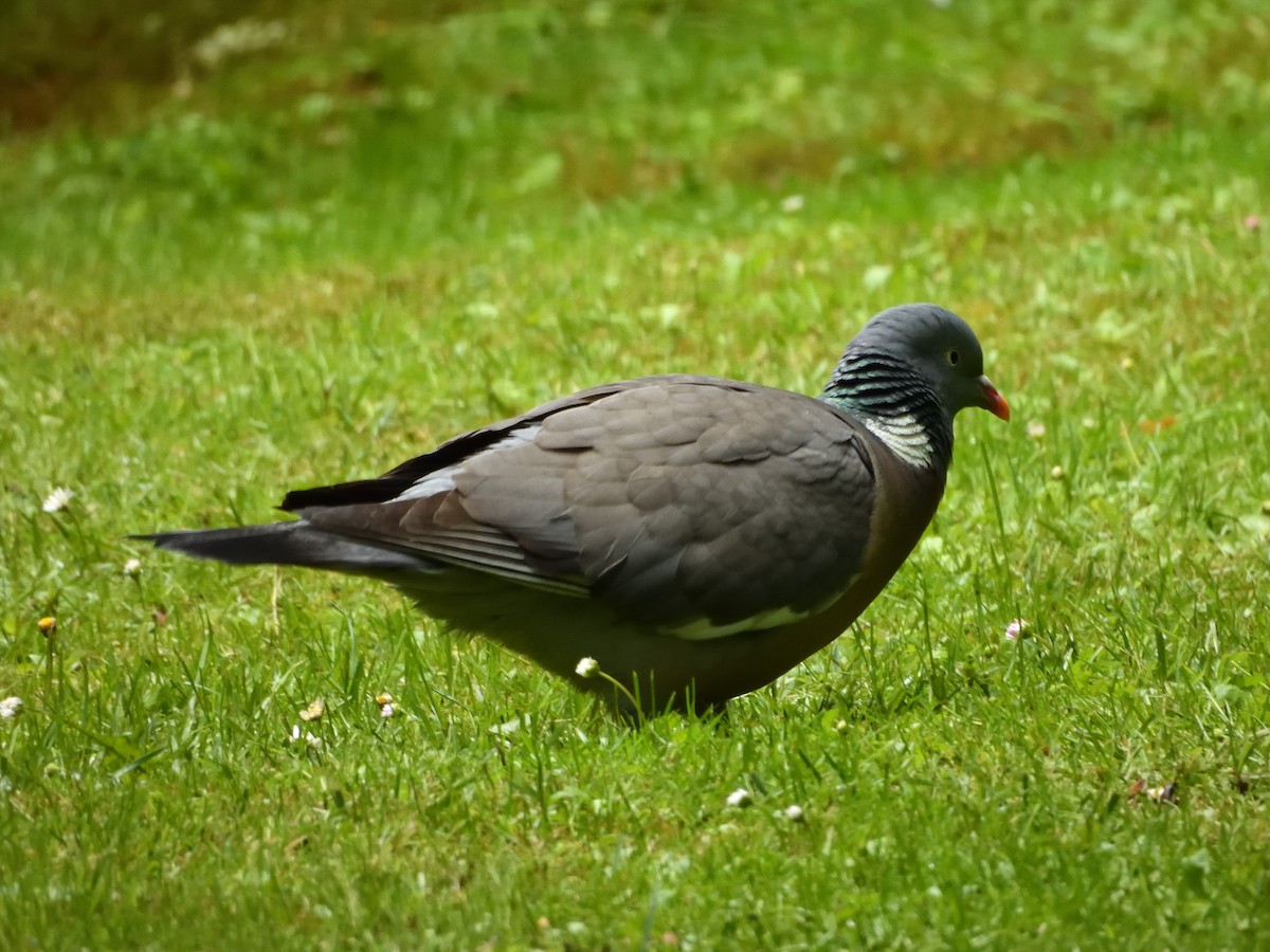 Common Wood-Pigeon - ML619774746