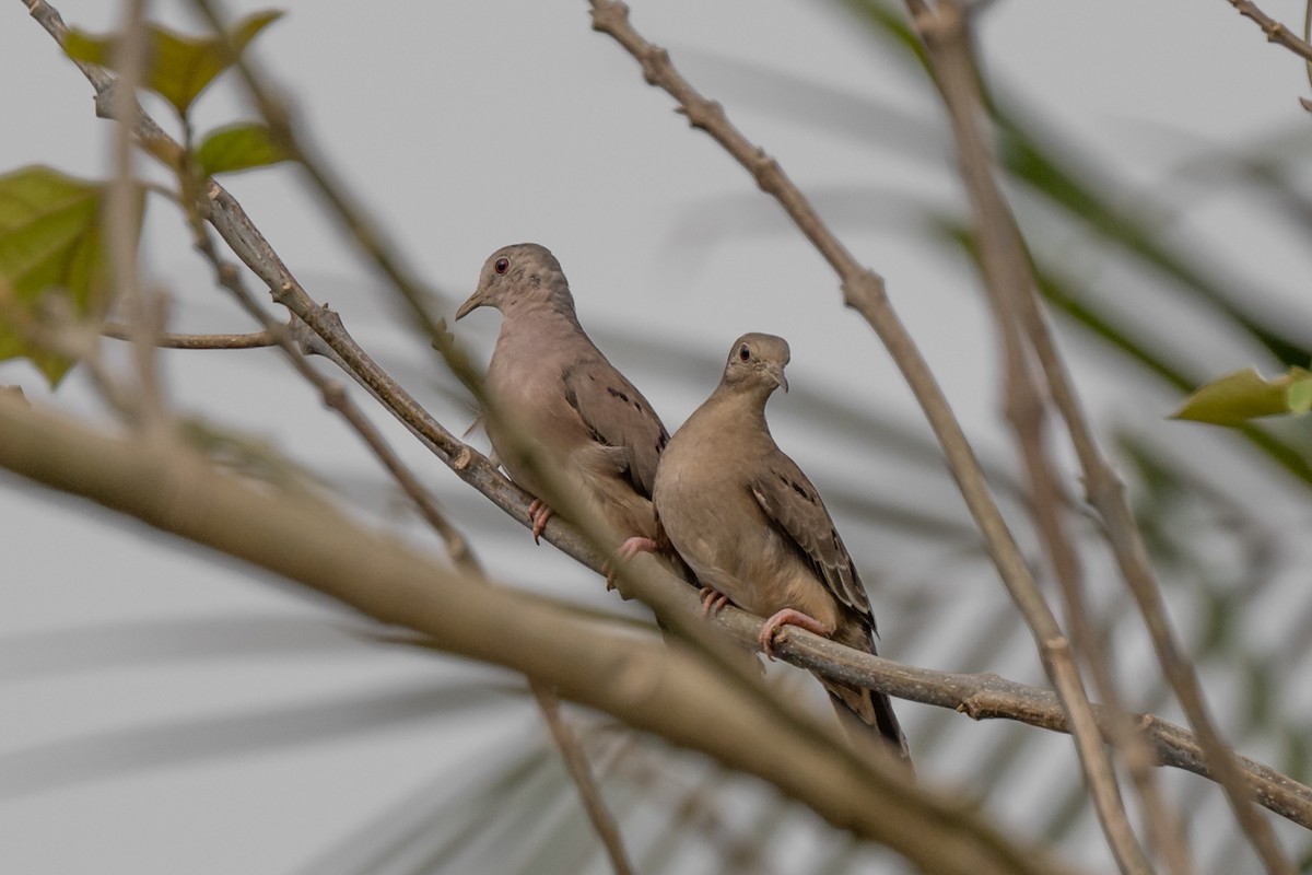 Plain-breasted Ground Dove - ML619774765