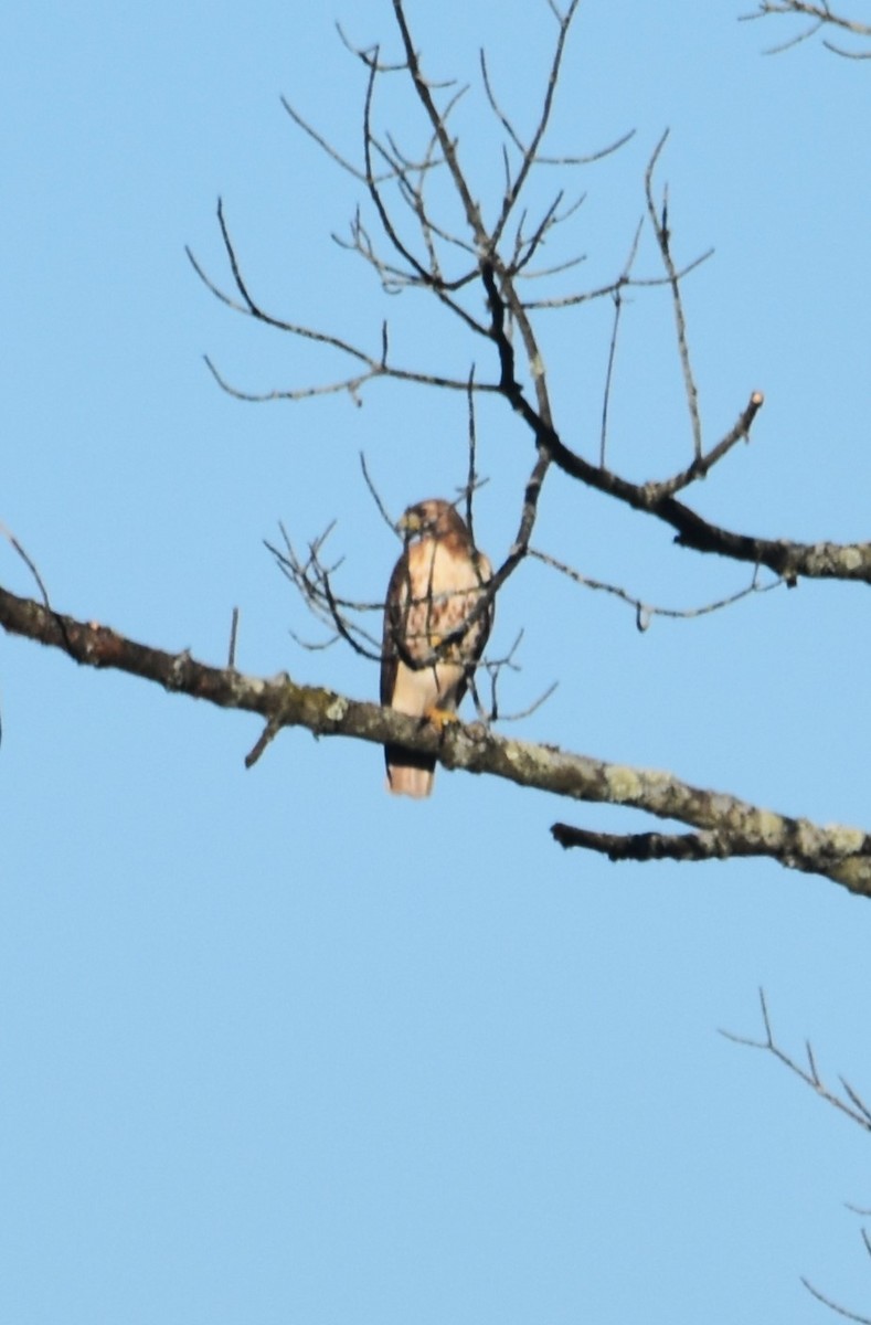 Red-tailed Hawk - ML619774780