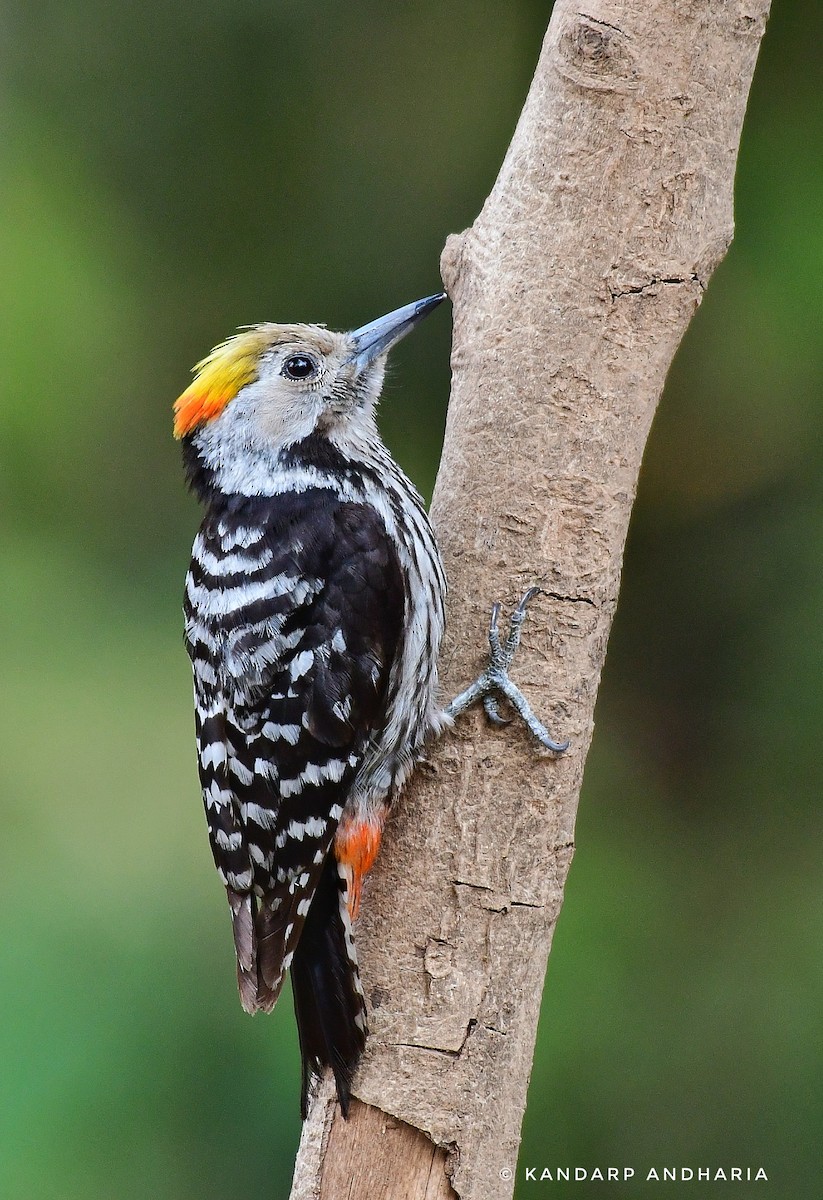 Brown-fronted Woodpecker - ML619774781
