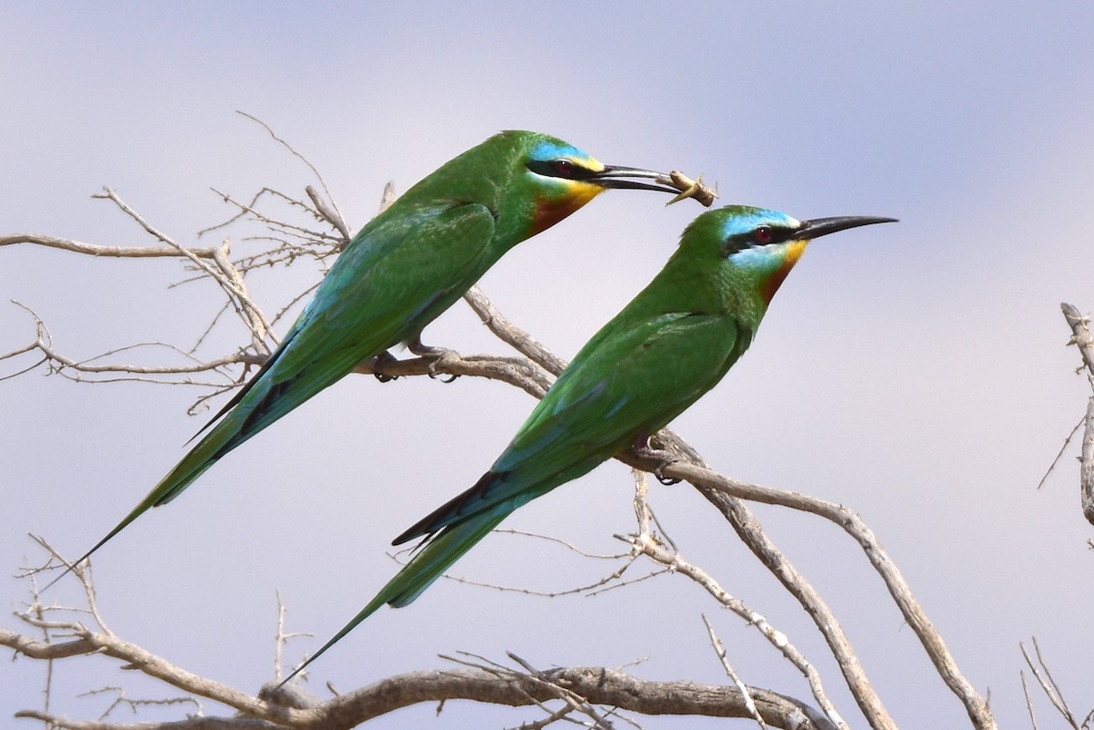 Blue-cheeked Bee-eater - ML619774786