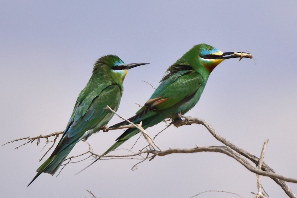 Blue-cheeked Bee-eater - ML619774789