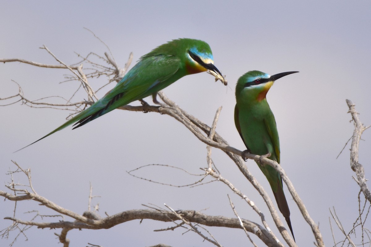 Blue-cheeked Bee-eater - ML619774790