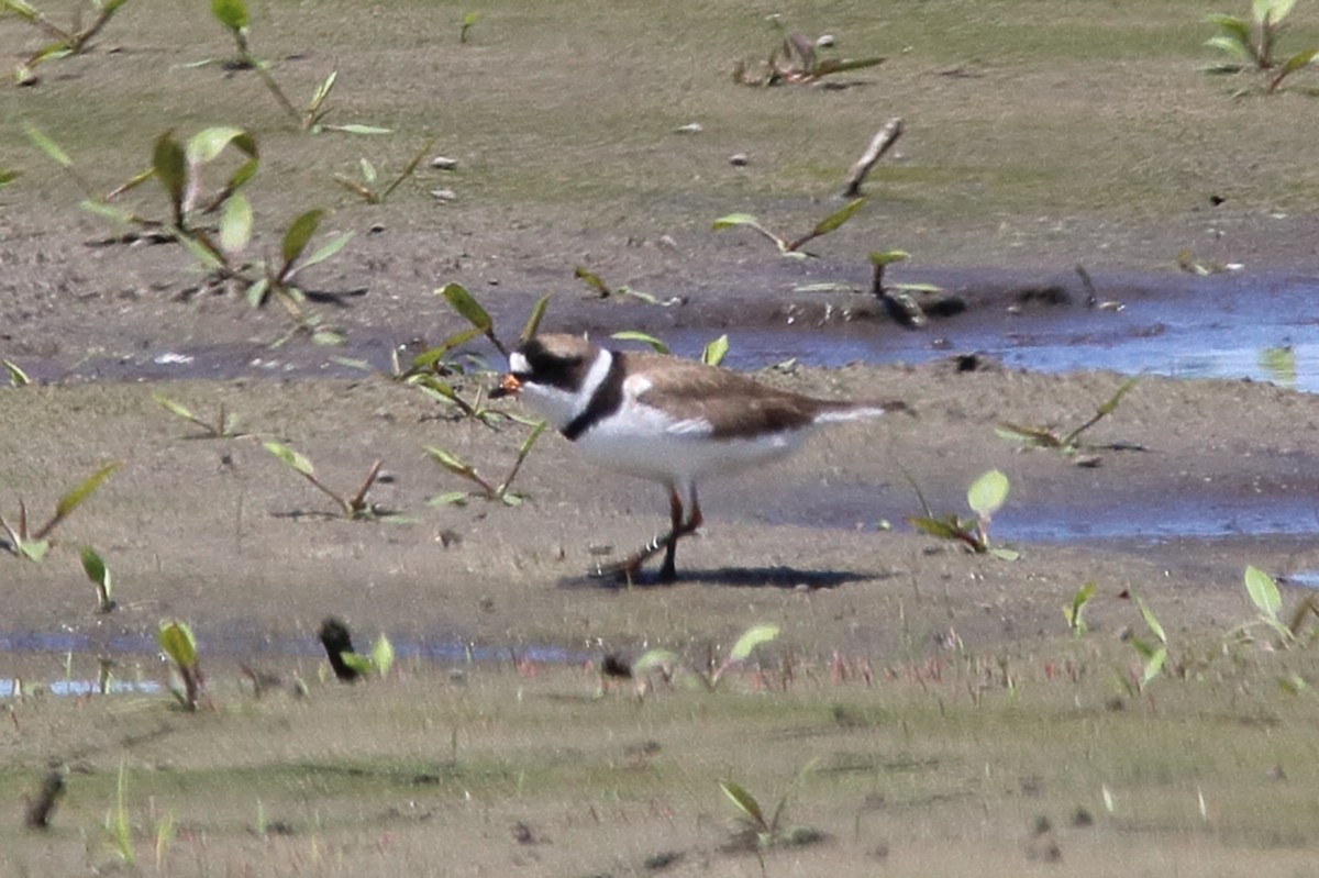 Semipalmated Plover - ML619774799