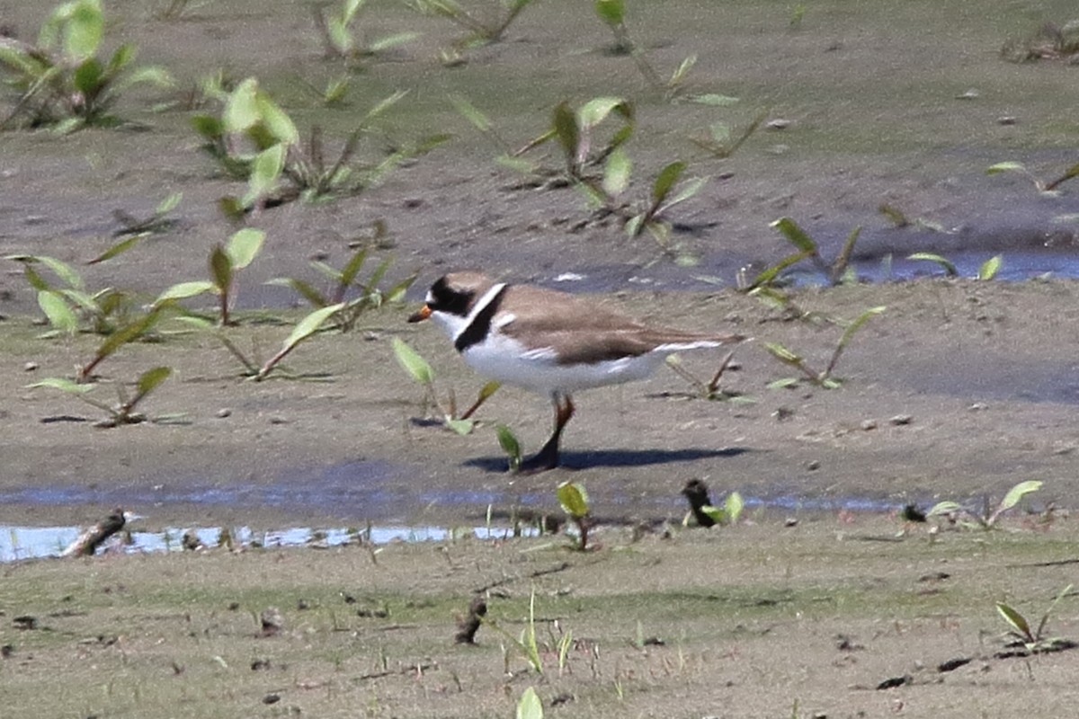 Semipalmated Plover - ML619774800