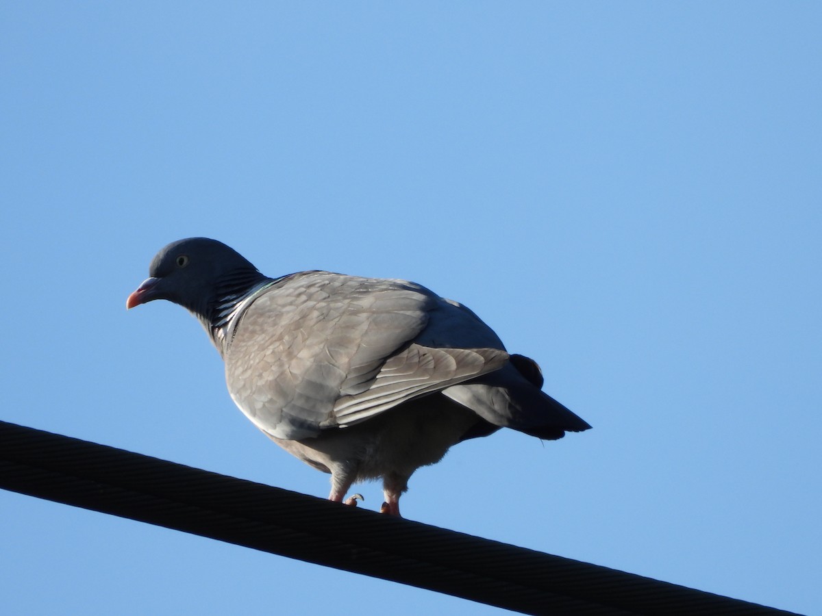 Common Wood-Pigeon - ML619774802