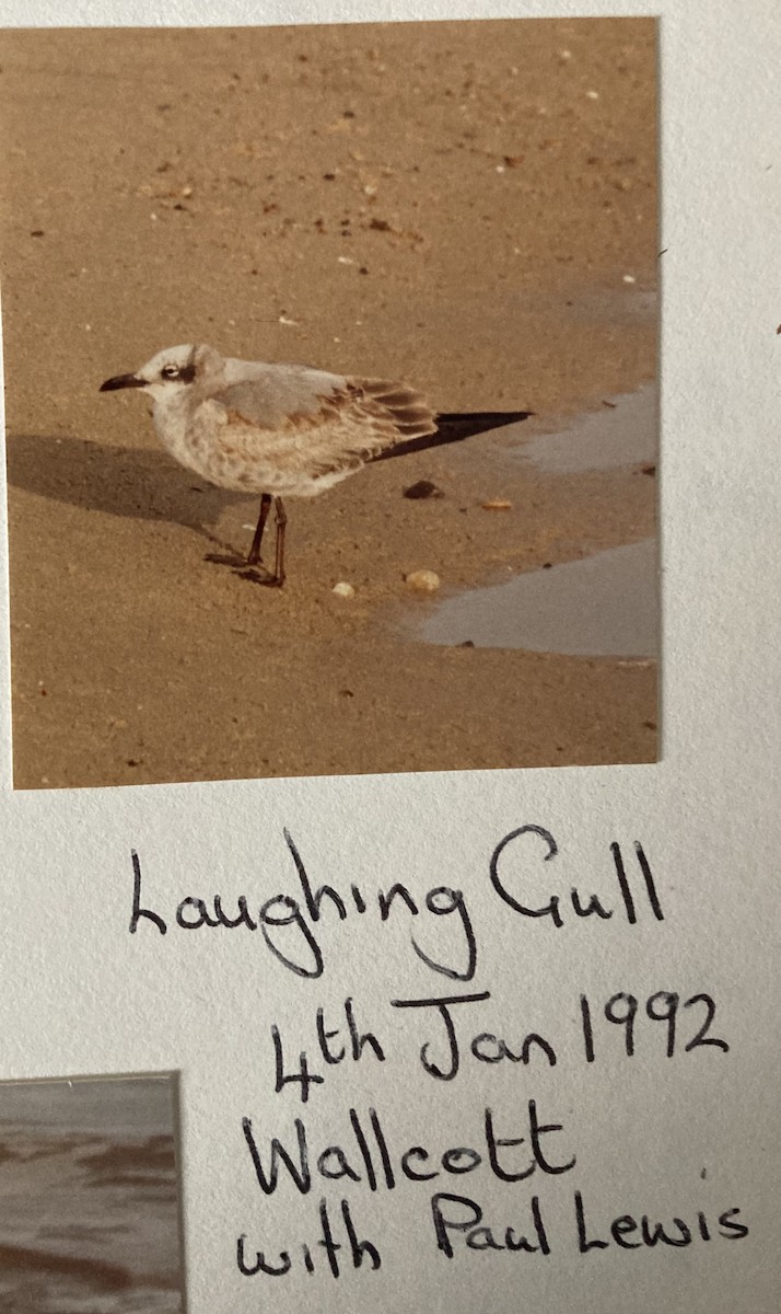 Laughing Gull - ML619774805