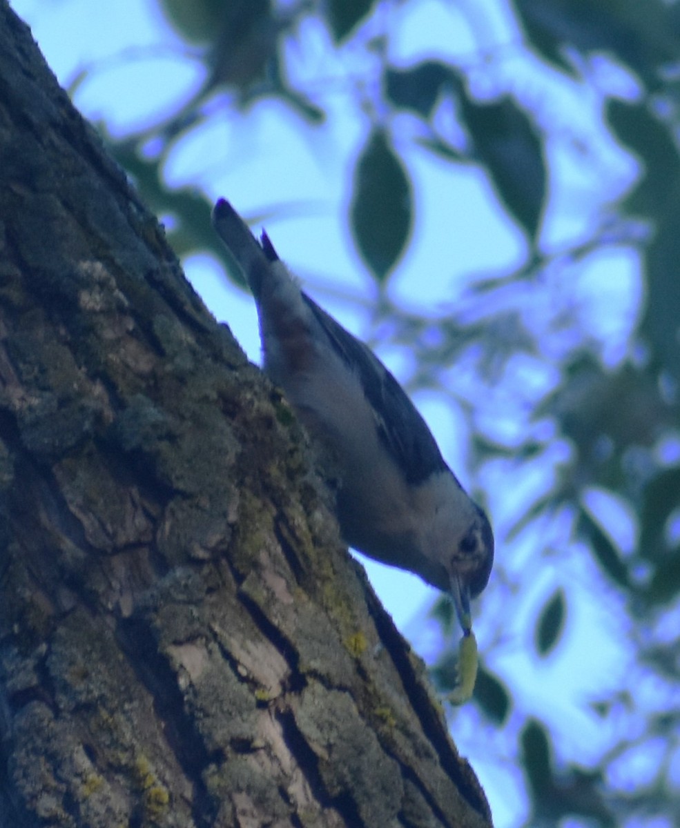 White-breasted Nuthatch - ML619774808