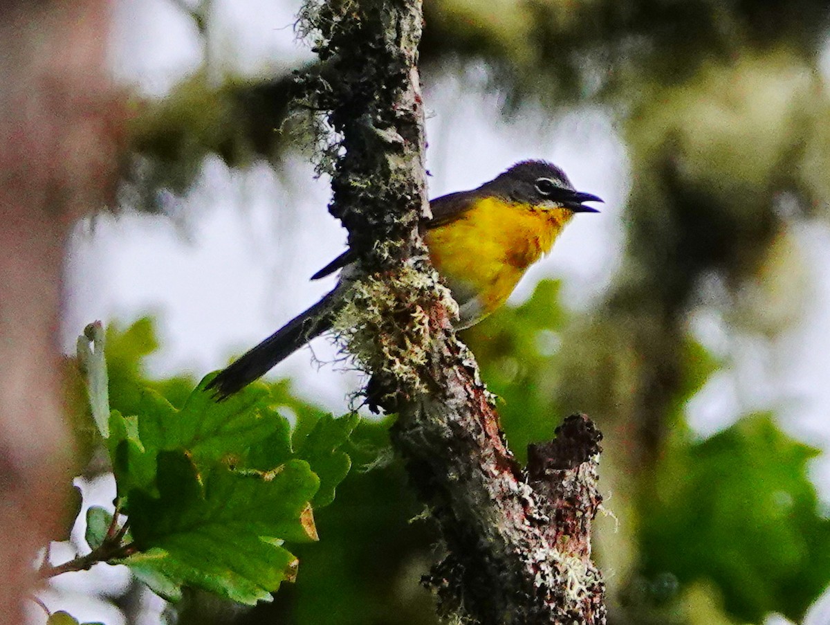 Yellow-breasted Chat - ML619774825